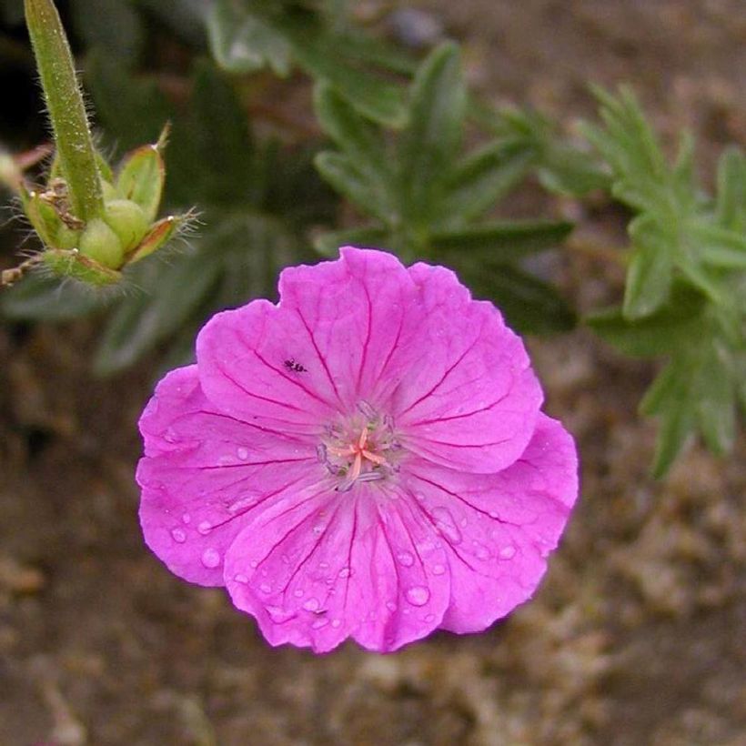 Géranium vivace sanguineum Vision (Floraison)