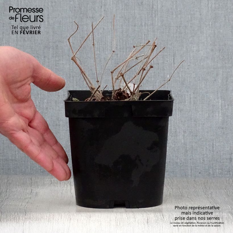 Spécimen de Géranium vivace sanguineum en pot de 1 litre tel que livré en hiver