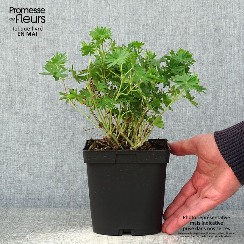 Spécimen de Géranium vivace sanguineum en pot de 2/3 litres tel que livré au printemps