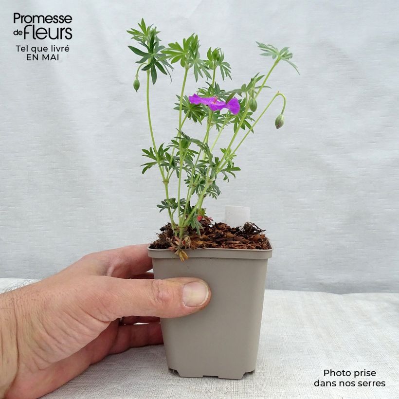 Spécimen de Géranium vivace sanguineum en godet de 9 cm tel que livré au printemps