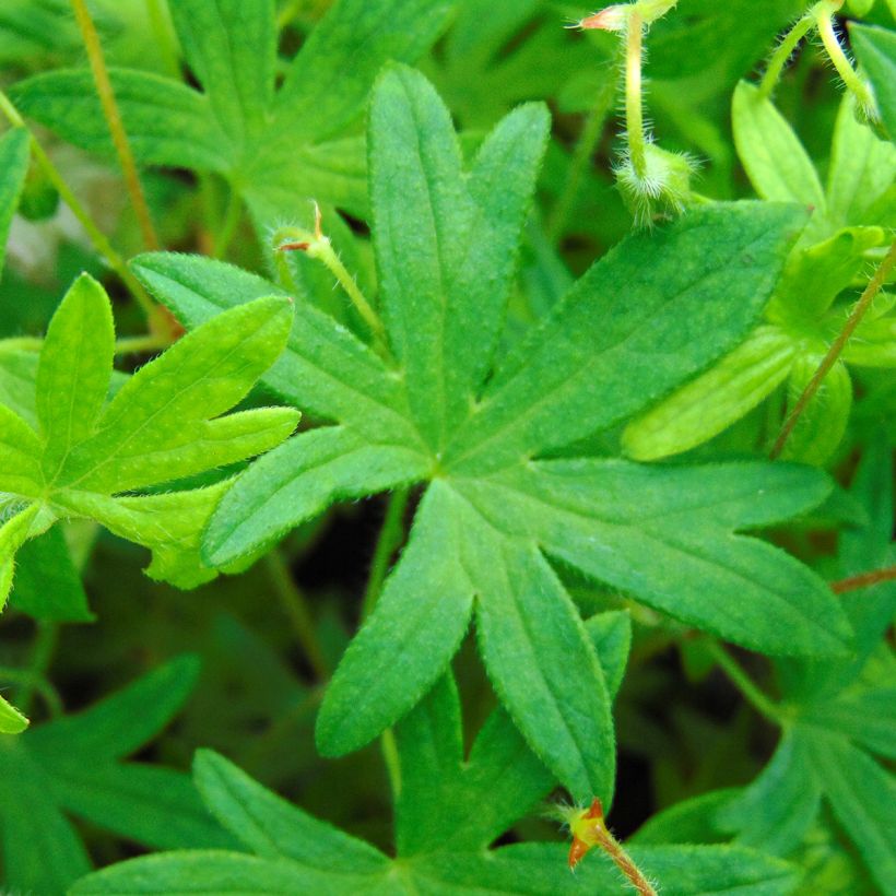 Géranium vivace sanguineum striatum (Feuillage)