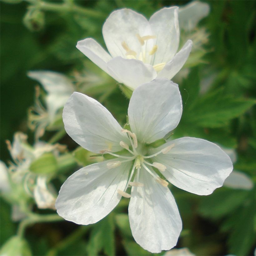 Géranium vivace sylvaticum Album (Floraison)