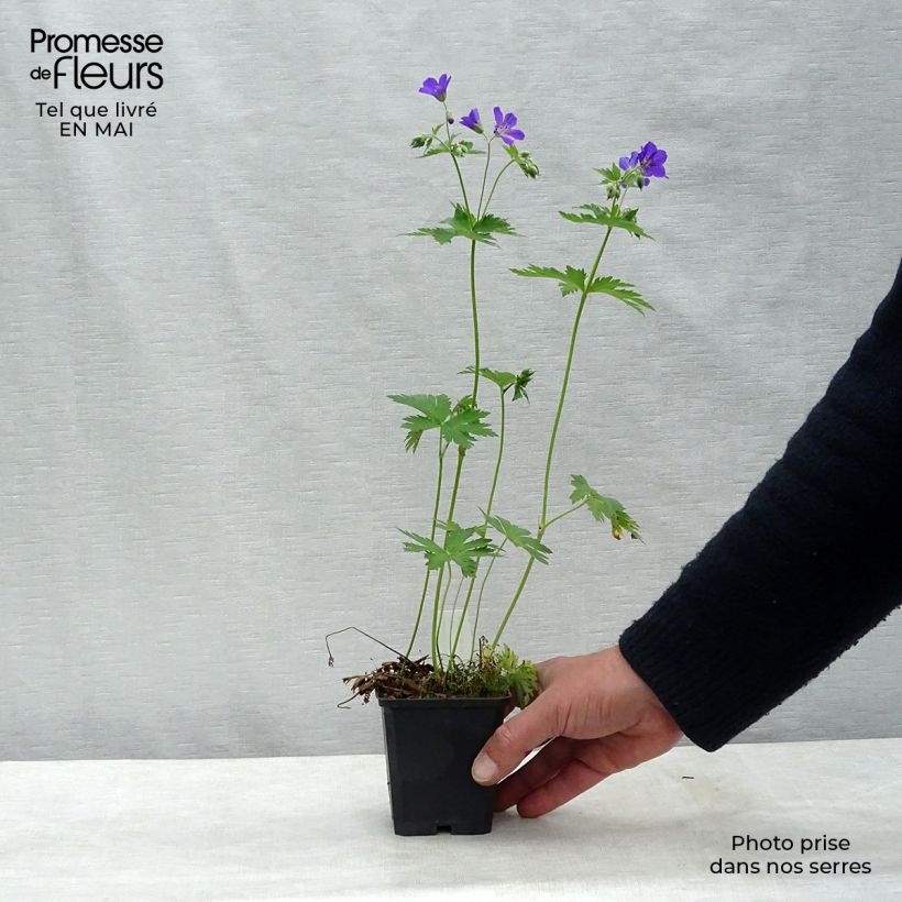 Spécimen de Géranium vivace sylvaticum Birch Lilac Godet de 9cm tel que livré au printemps