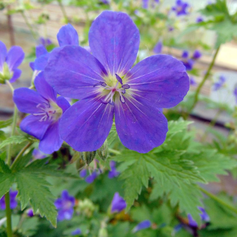 Géranium vivace sylvaticum Bridget Lion (Floraison)