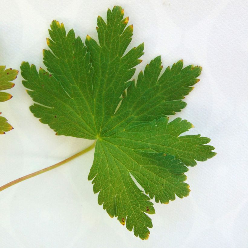 Geranium vivace sylvaticum Ice Blue (Feuillage)