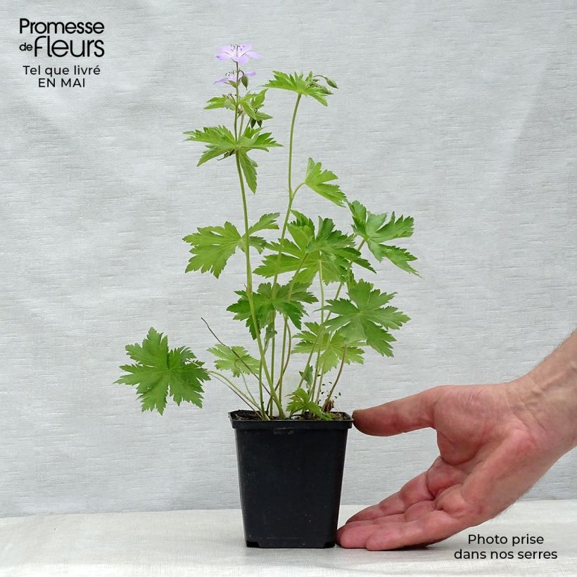 Spécimen de Geranium vivace sylvaticum Ice Blue Godet de 9cm tel que livré au printemps
