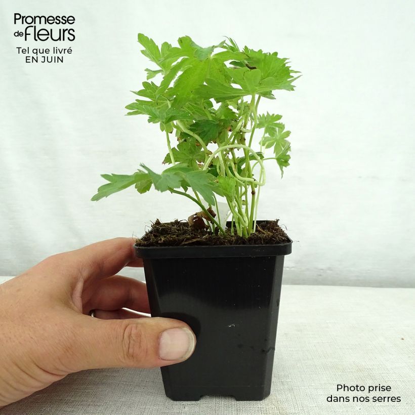 Spécimen de Géranium vivace sylvaticum May Flower Godet de 8/9 cm tel que livré en été