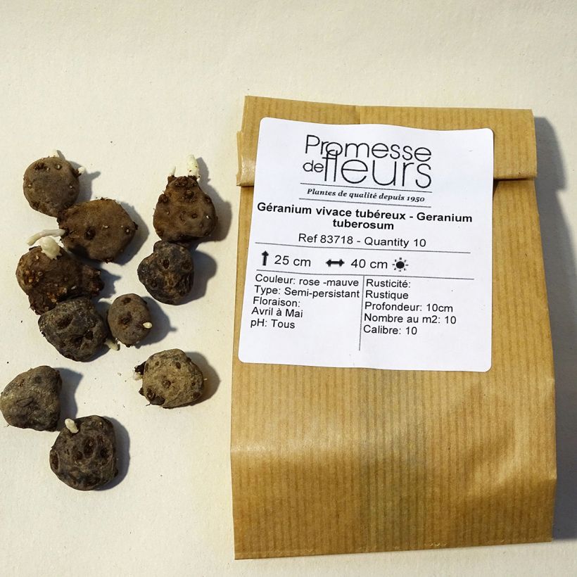 Exemple de spécimen de Géranium vivace tubéreux - Geranium tuberosum Bulbe tel que livré