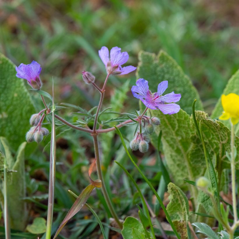 Géranium vivace tubéreux - Geranium tuberosum (Port)