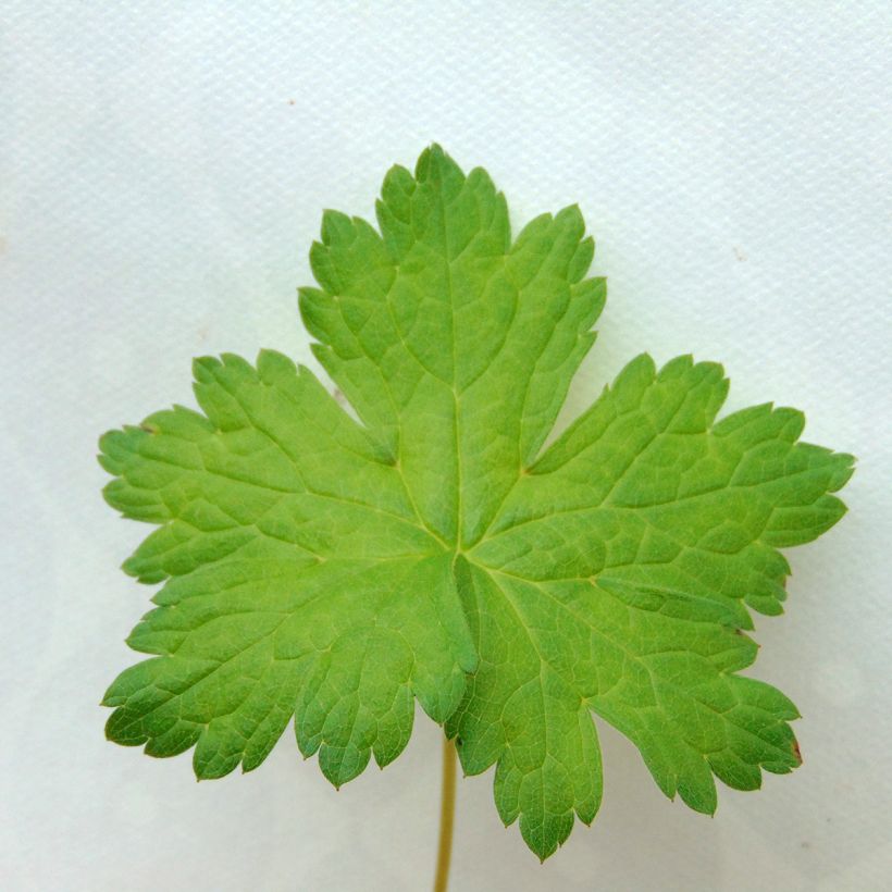 Géranium vivace versicolor  (Feuillage)