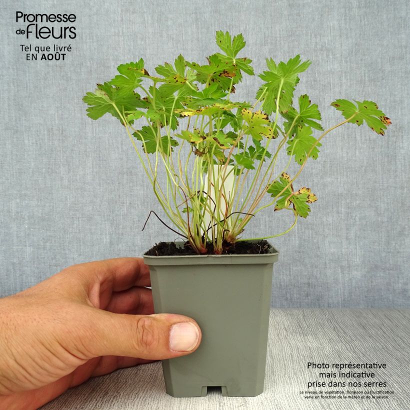 Spécimen de Géranium vivace versicolor  Godet de 8/9 cm tel que livré en été
