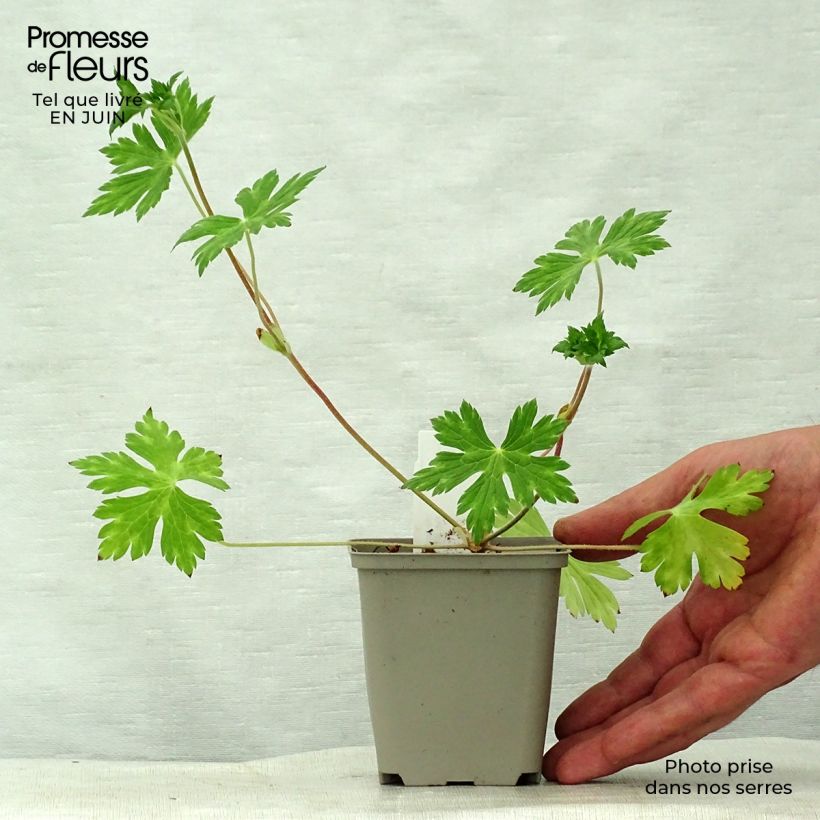 Spécimen de Géranium vivace wallichianum Buxton s Variety Godet de 8/9 cm tel que livré en été
