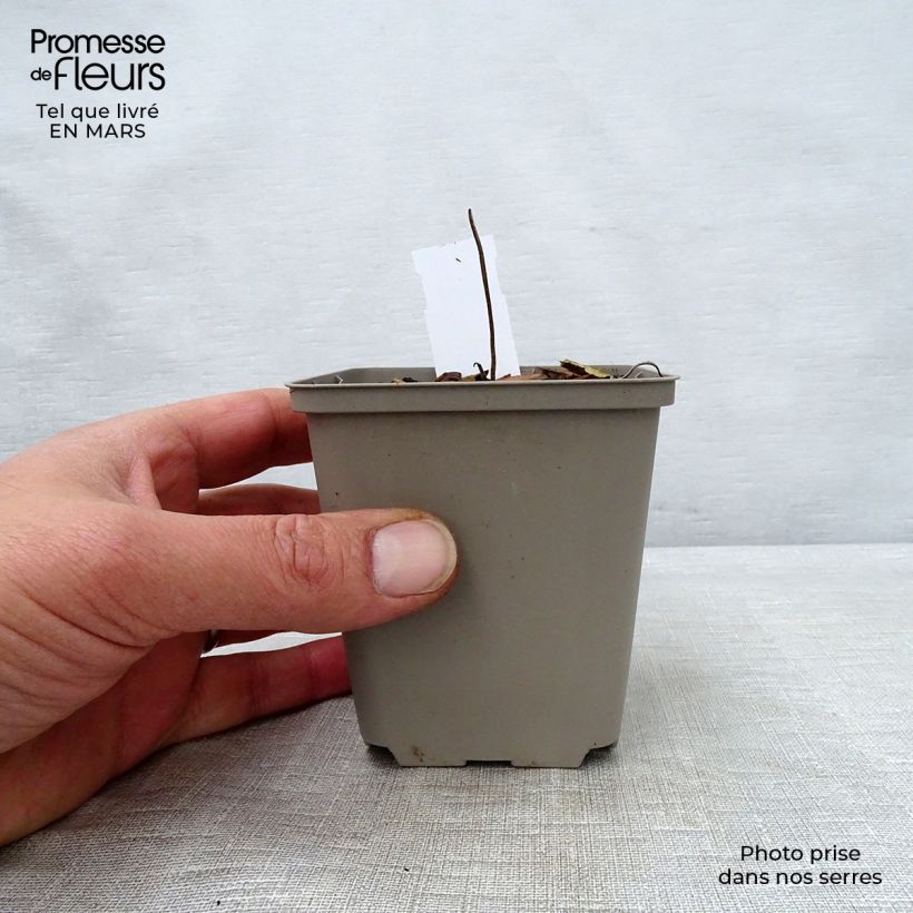 Spécimen de Géranium vivace wallichianum Buxton s Variety Godet de 9cm tel que livré au printemps