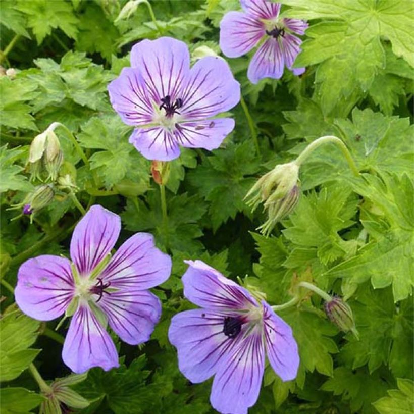 Geranium vivace wallichianum Havana Blues (Floraison)