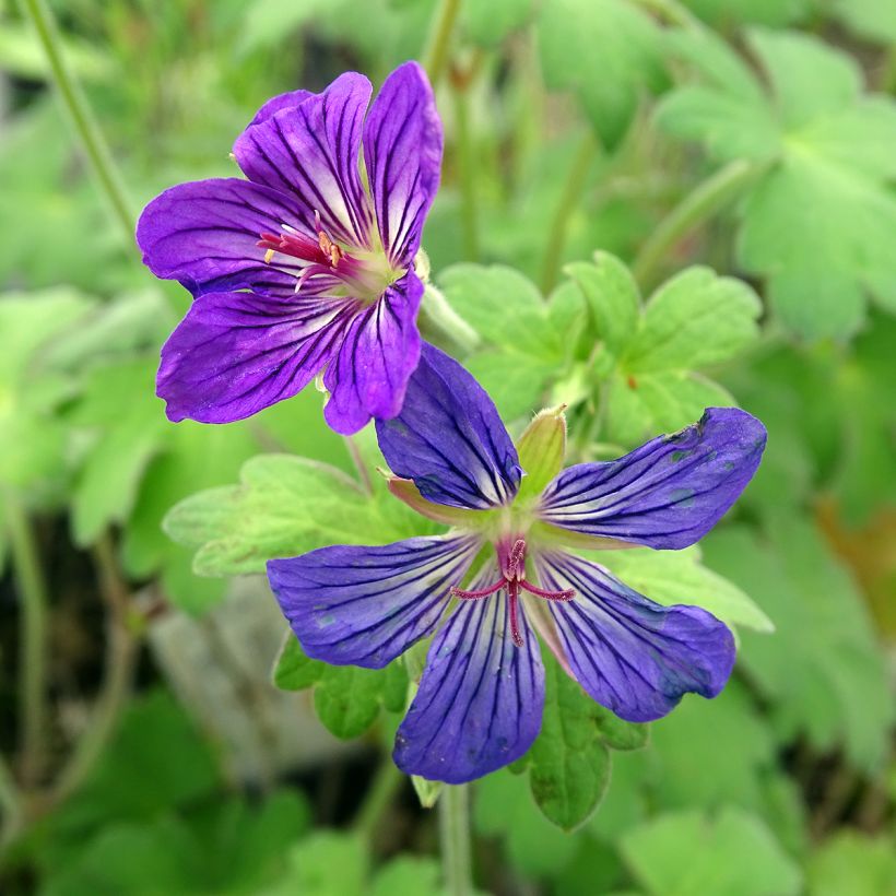 Géranium vivace wlassovianum (Floraison)