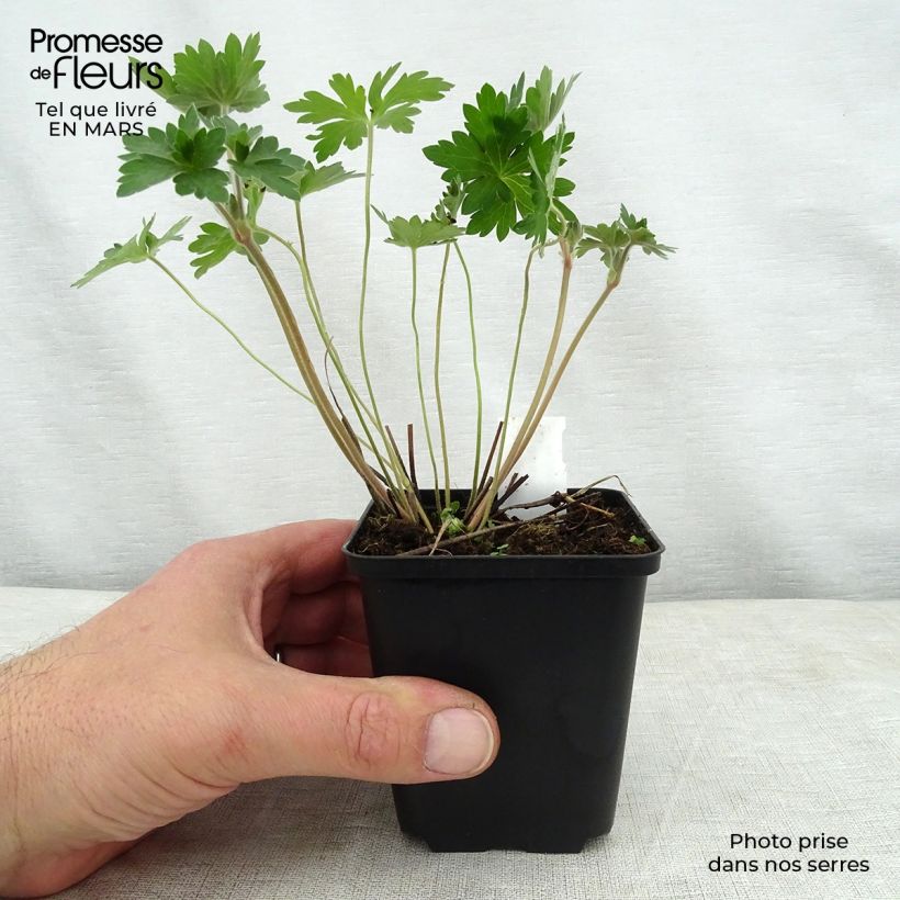 Spécimen de Géranium vivace wlassovianum Godet de 9cm tel que livré au printemps