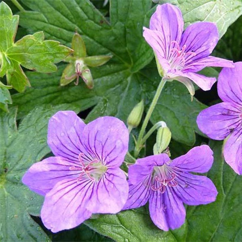 Géranium vivace wlassovianum Crug Farm (Floraison)