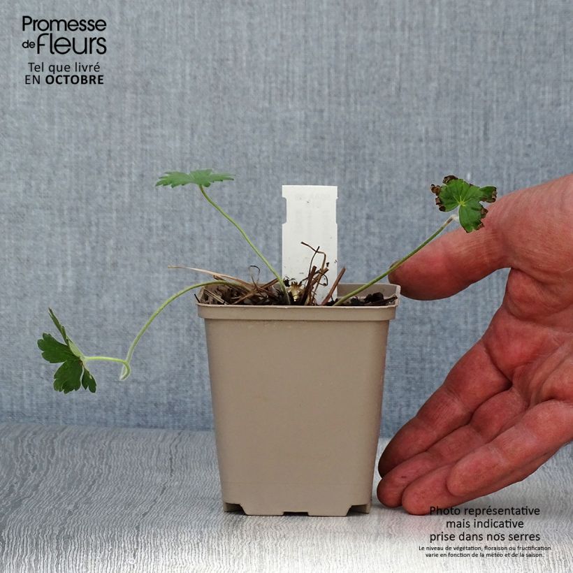 Spécimen de Géranium vivace wlassovianum Crug Farm Godet de 8/9 cm tel que livré en automne