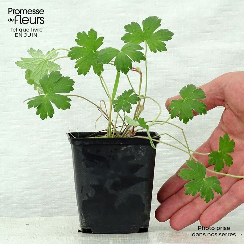 Spécimen de Géranium vivace wlassovianum Crug Farm Godet de 8/9 cm tel que livré en été