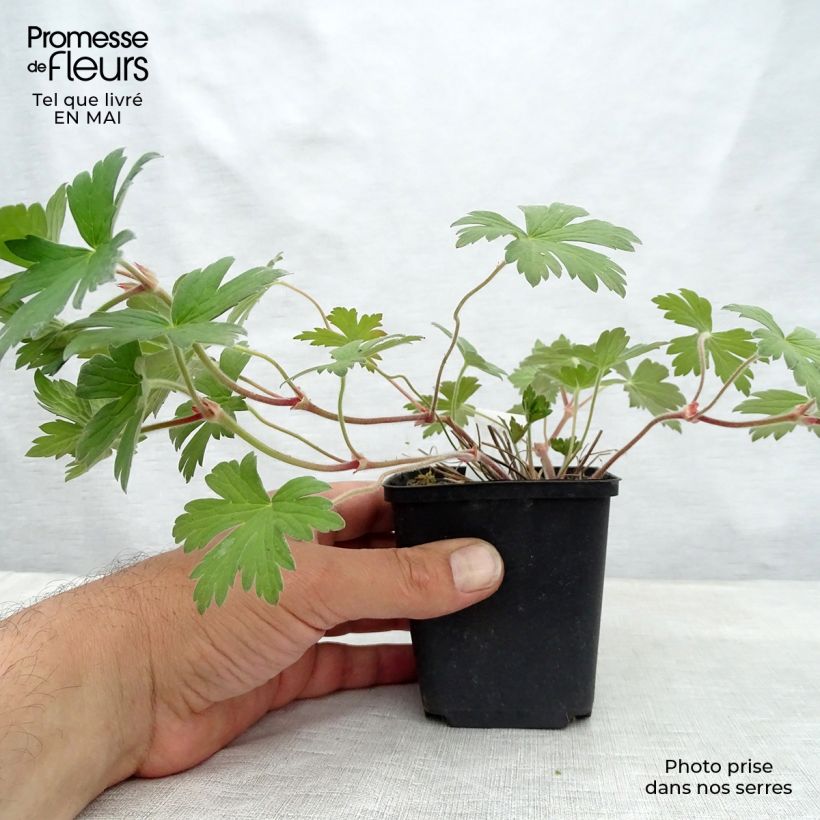 Spécimen de Géranium vivace wlassovianum Crug Farm Godet de 9cm tel que livré au printemps