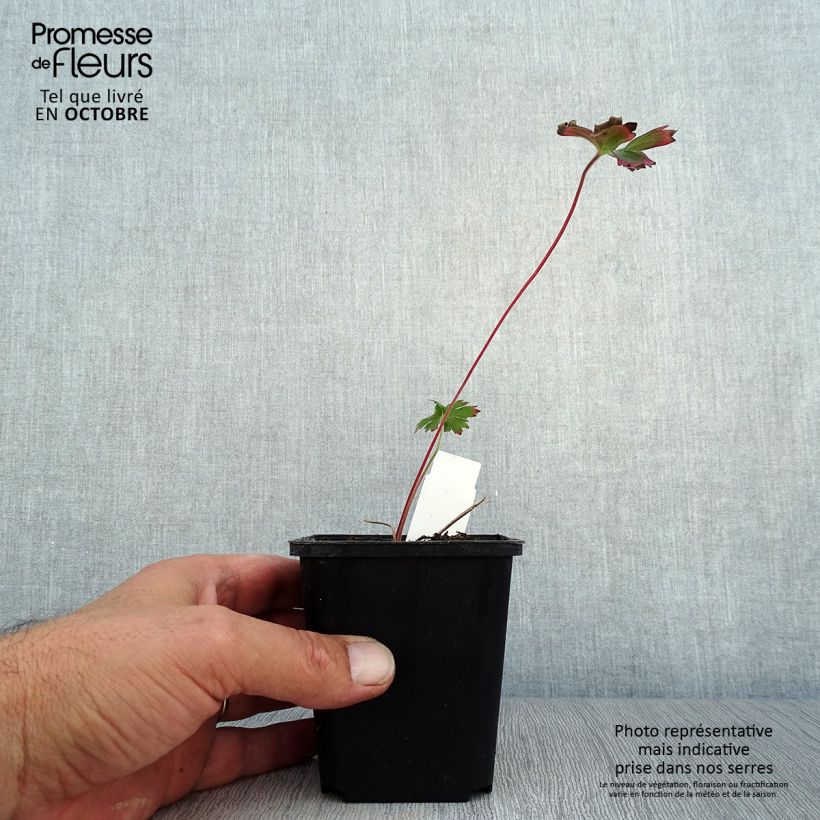 Spécimen de Géranium vivace wlassovianum Godet de 8/9 cm tel que livré en automne