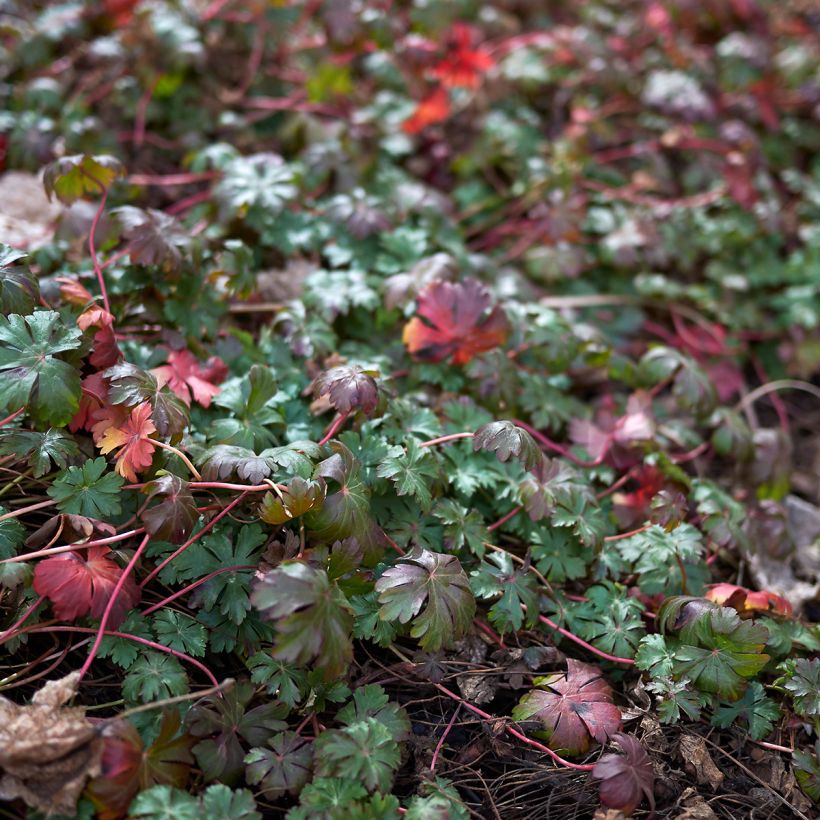 Géranium vivace wlassovianum (Feuillage)