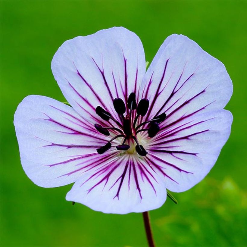 Géranium vivace wallichianum Crystal Lake - Géranium vivace mauve clair (Floraison)