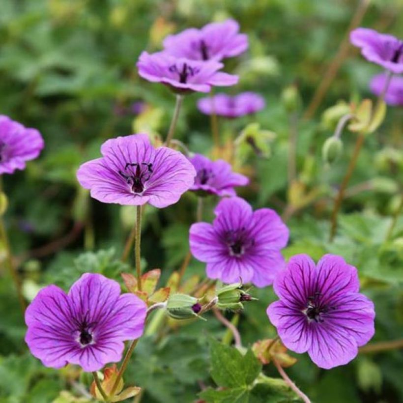 Geranium vivace Daily Purple (Floraison)
