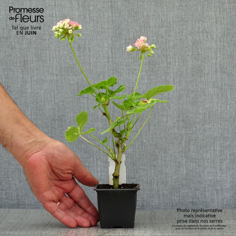 Spécimen de Géranium zonale Bouton de rose Appleblossom Godet de 7/8 cm tel que livré en été
