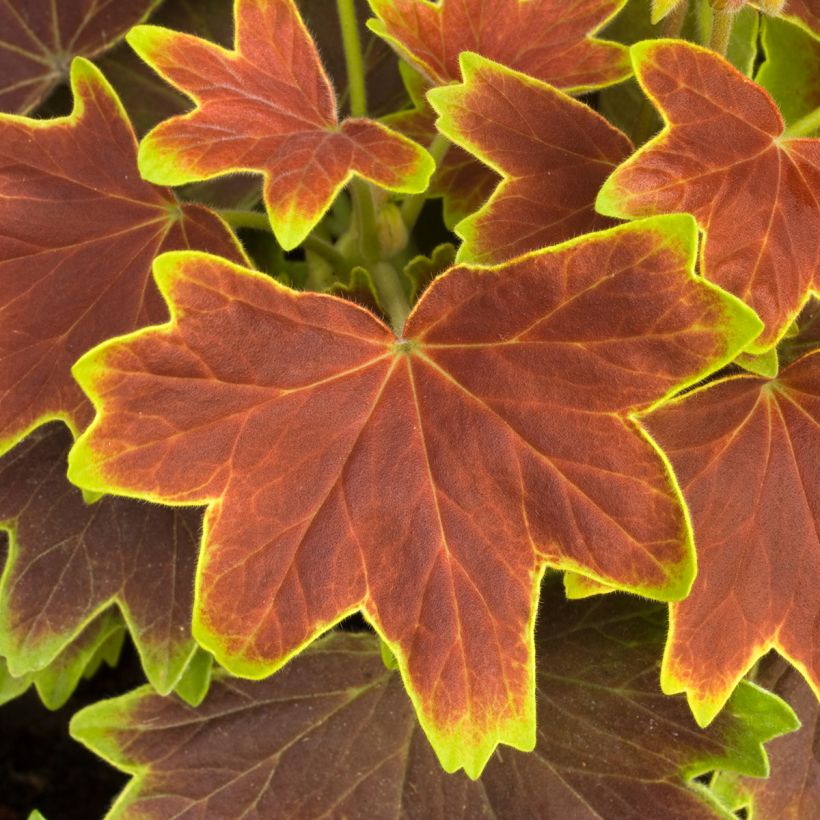 Géranium zonale Decima - Pelargonium (Feuillage)