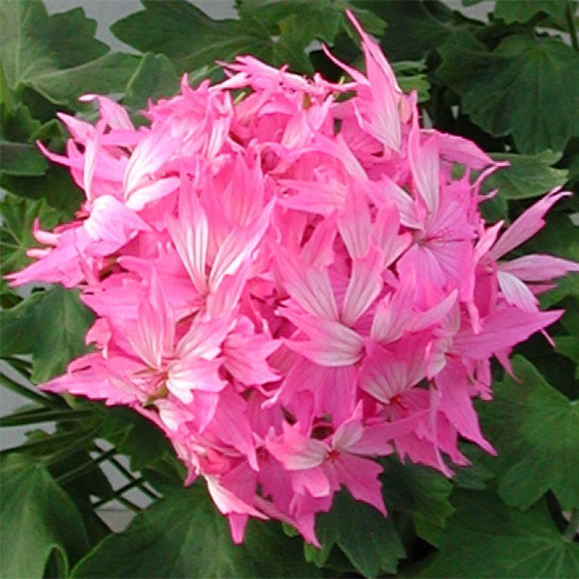 Géranium zonale Fireworks Pink  (Floraison)