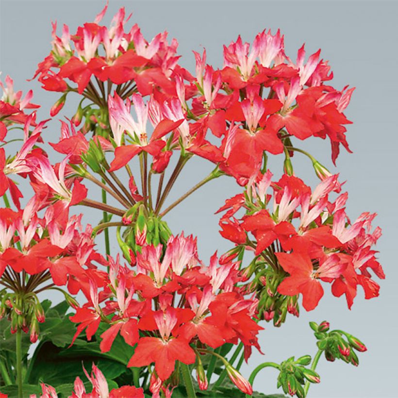 Géranium zonale Fireworks Red White (Floraison)