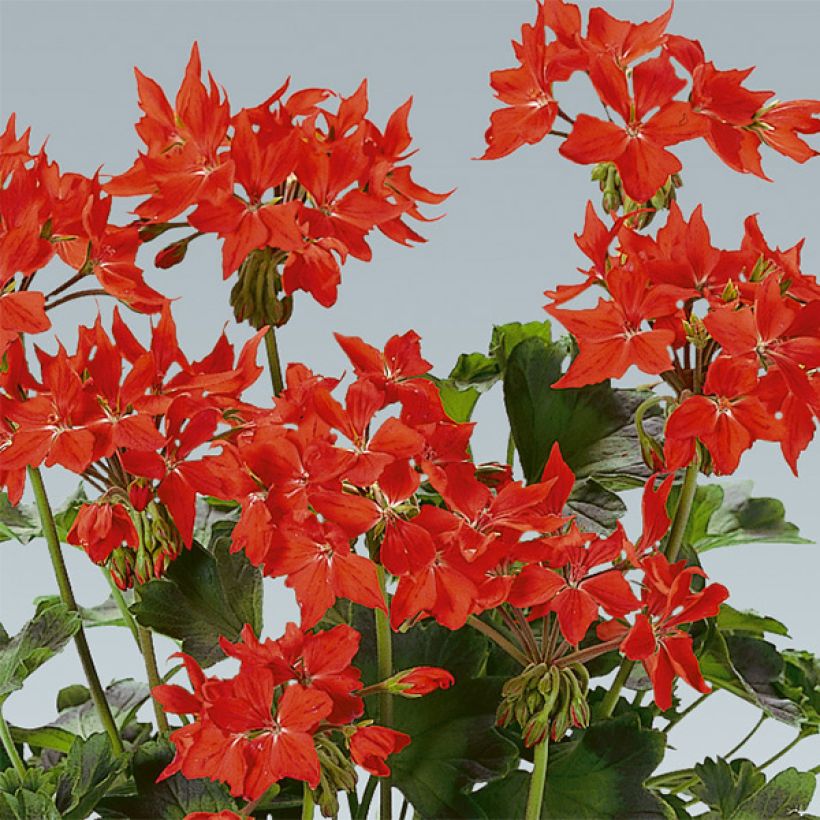 Géranium zonale Fireworks Scarlet (Floraison)