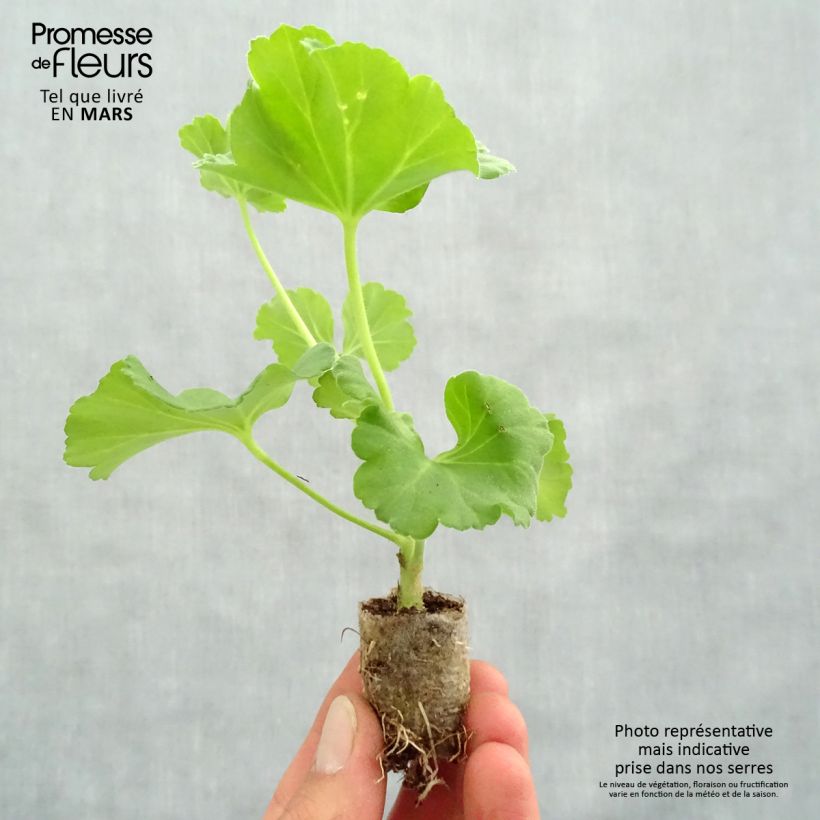 Spécimen de Géranium zonale Iceberg  Mini-motte 4 cm tel que livré au printemps