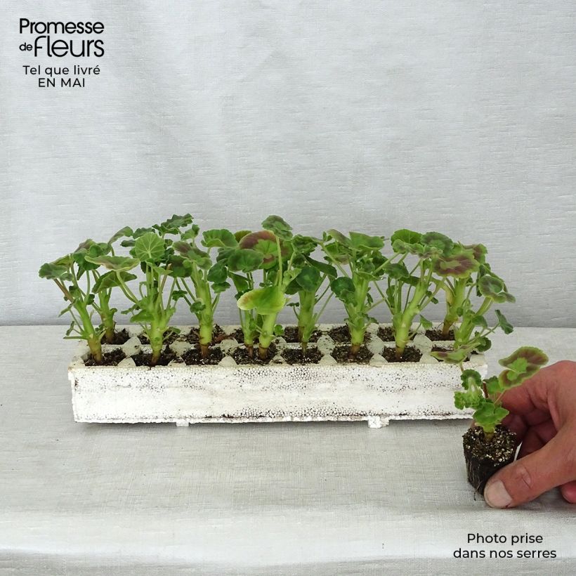 Spécimen de Géranium zonale Inspire Mix Mini-mottes par plaque de 16 mottes tel que livré au printemps