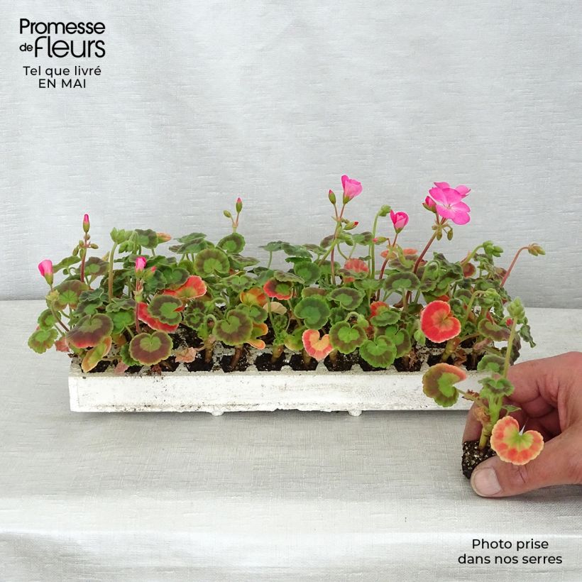 Spécimen de Géranium zonale Inspire Mix Mini-mottes par plaque de 35 mini-mottes tel que livré au printemps