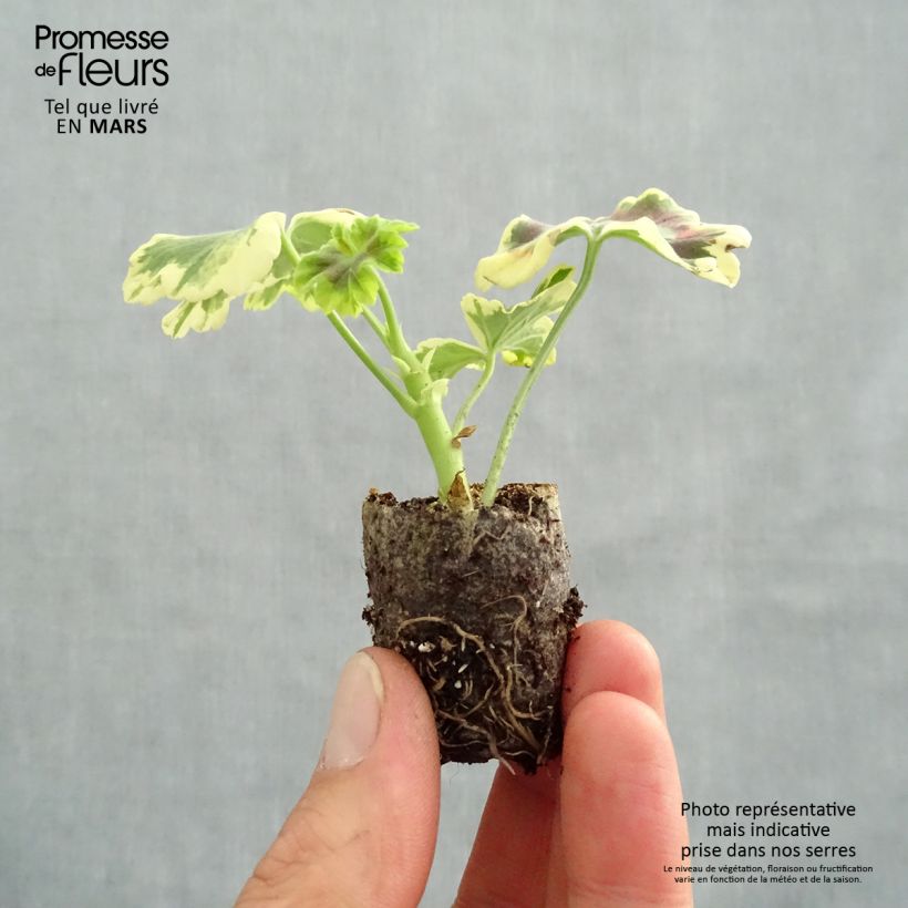 Spécimen de Géranium zonale Mrs Pollock - Pelargonium fantaisie  Mini-motte 4 cm tel que livré au printemps