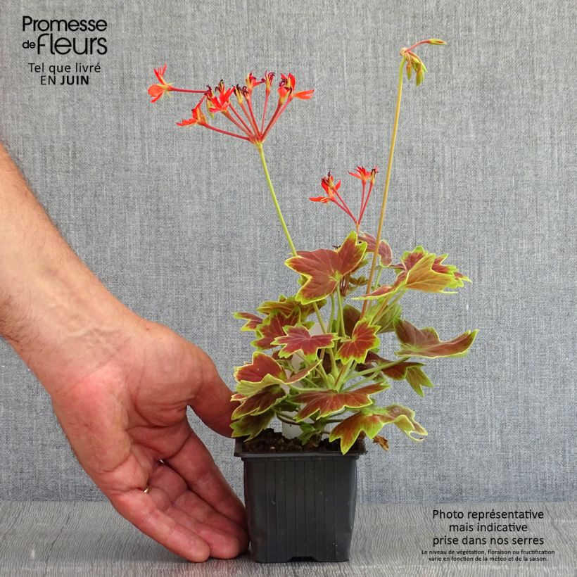 Spécimen de Géranium zonale Vancouver - Pelargonium  tel que livré au printemps