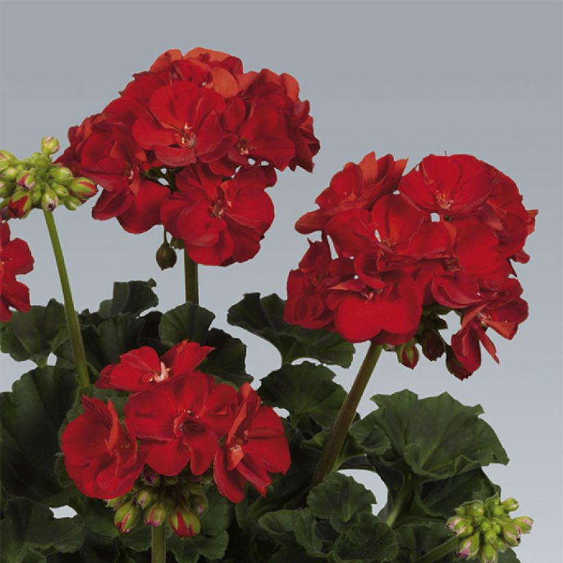 Géranium zonale Victor - Pelargonium hortorum   (Floraison)