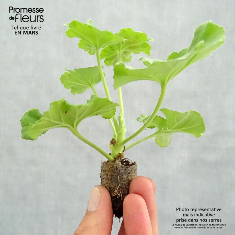 Spécimen de Géranium zonale Victor - Pelargonium hortorum   Mini-motte 4 cm tel que livré au printemps