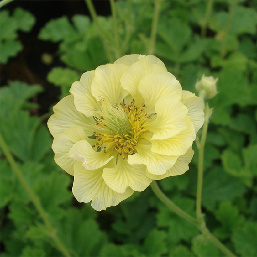 Geum Banana Daiquiri - Benoîte hybride jaune citron clair (Floraison)