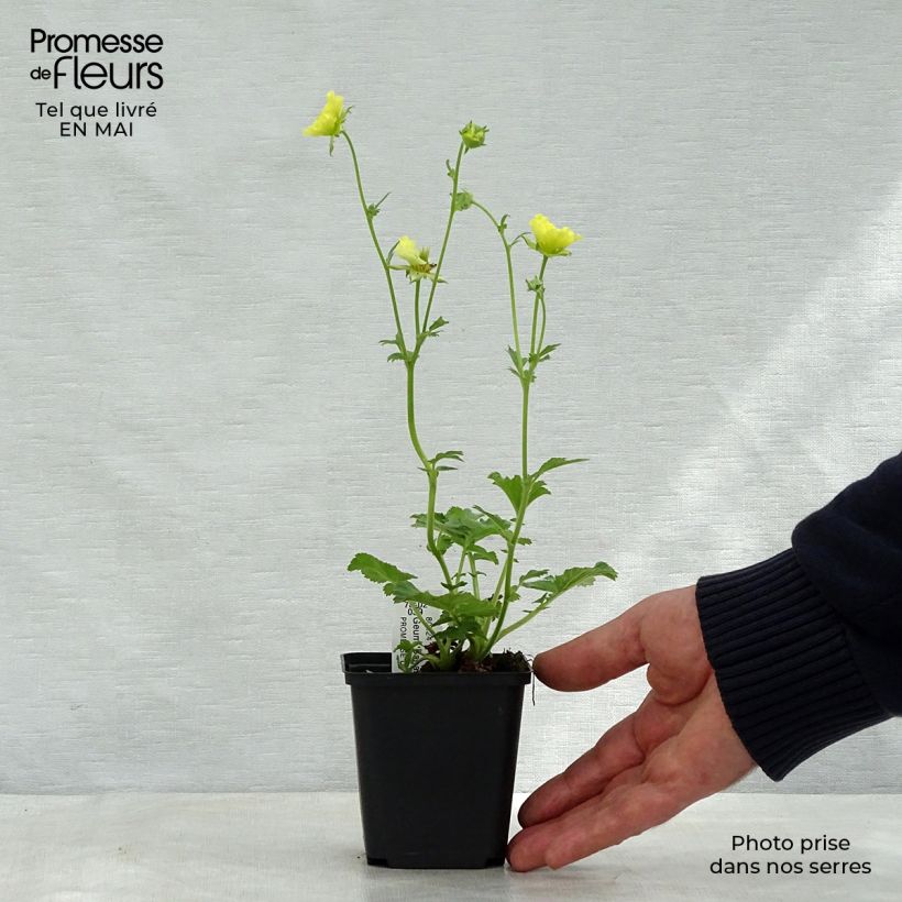 Spécimen de Geum Banana Daiquiri - Benoîte hybride jaune citron clair Godet de 9cm tel que livré au printemps