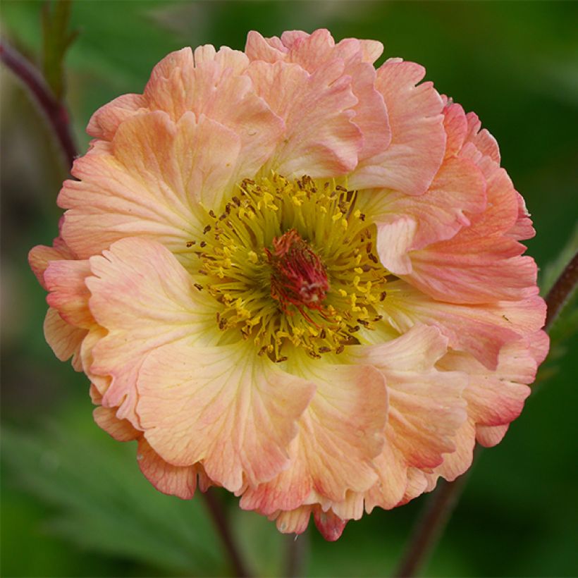 Geum Bell Bank - Benoîte rose soutenu (Floraison)