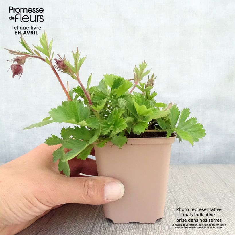 Spécimen de Geum Bell Bank - Benoîte rose soutenu en godet de 9 cm tel que livré au printemps