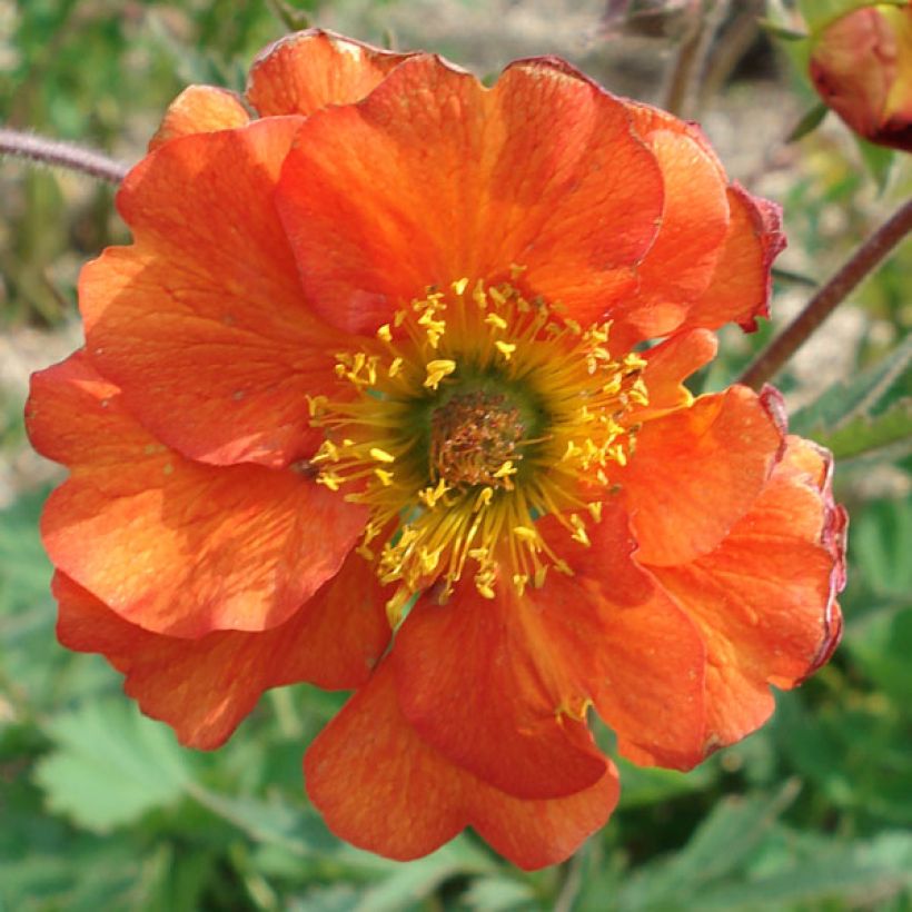 Geum coccineum Borisii - Benoîte orange (Floraison)