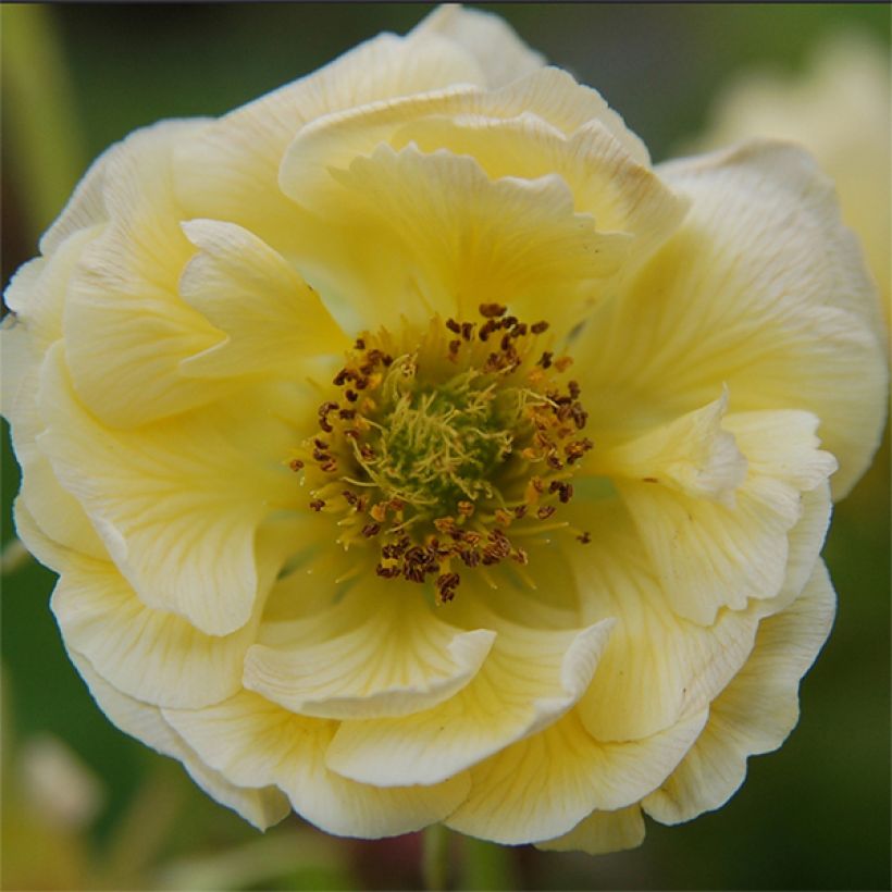 Geum Cocktail Gimlet - Benoîte jaune pâle (Floraison)