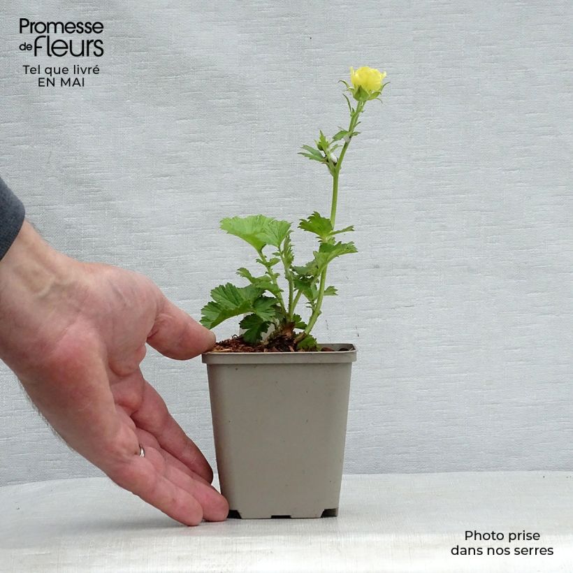 Spécimen de Geum Cocktail Gimlet - Benoîte jaune pâle Godet de 9cm tel que livré au printemps
