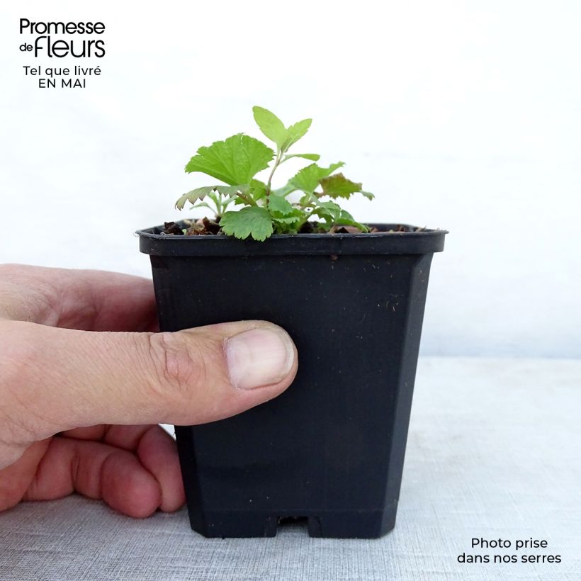 Spécimen de Geum Cocktail Wet Kiss - Benoîte Godet de 8/9 cm tel que livré au printemps