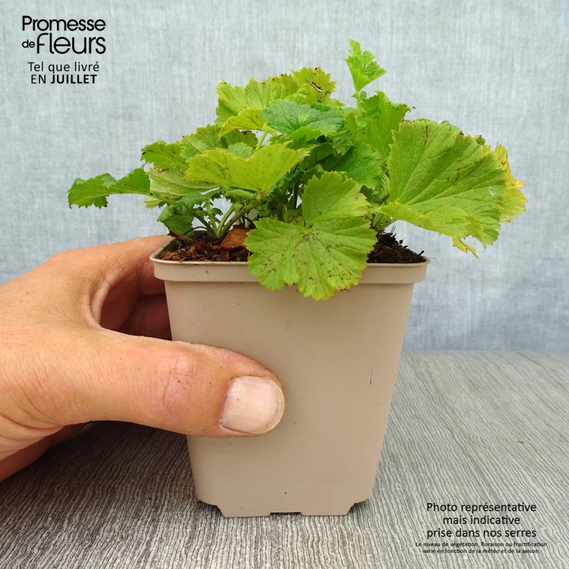 Spécimen de Geum Cocktail Wet Kiss - Benoîte Godet de 8/9 cm tel que livré en été