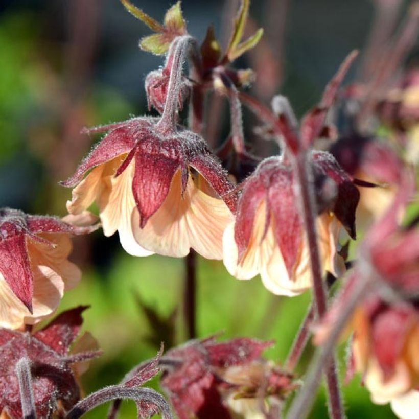 Benoîte des rives Coppertone (Floraison)